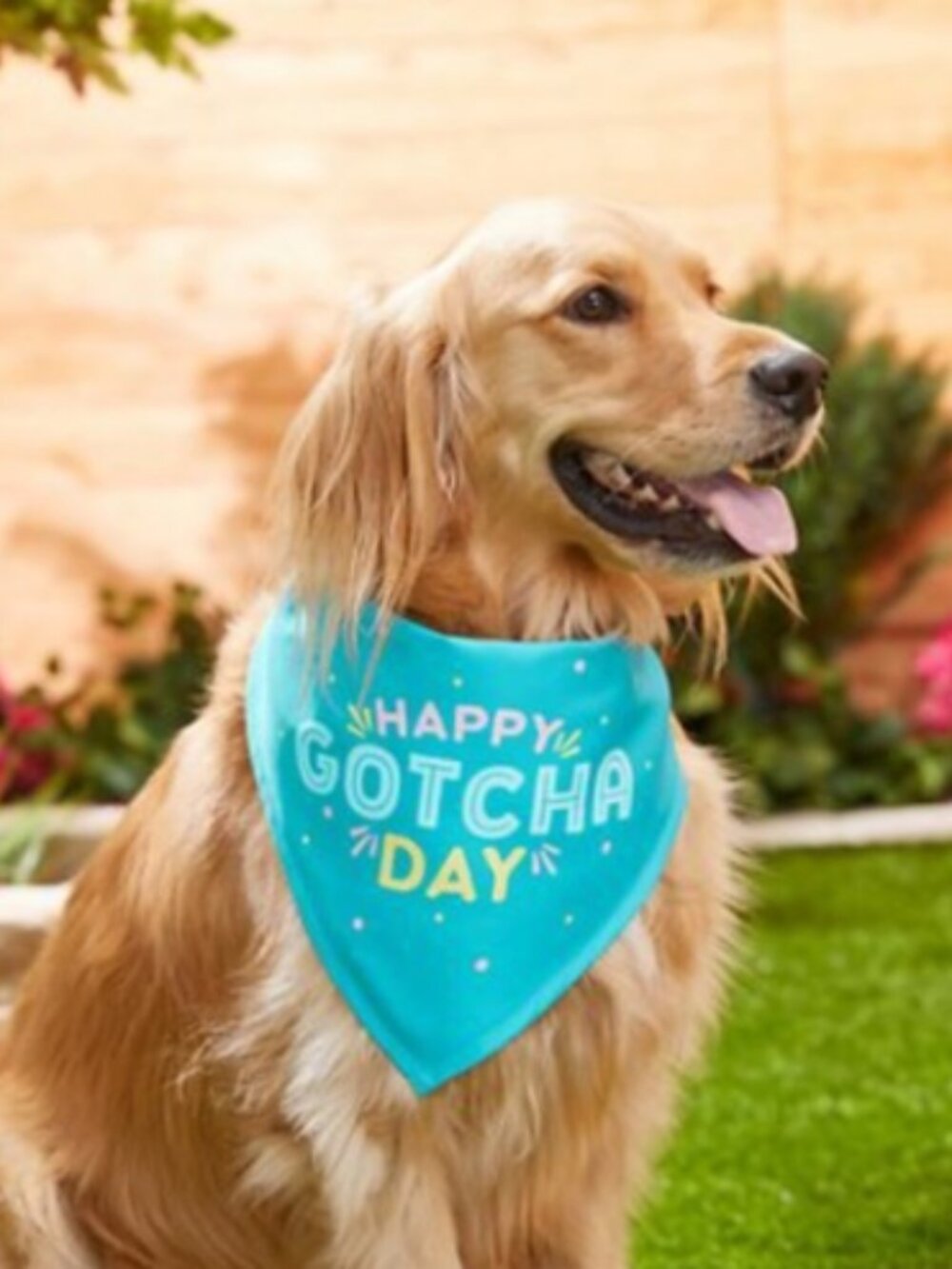 Frisco Happy Gotcha Day Dog Bandana - Medium/Large